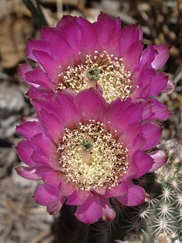 Echinocereus fendleri